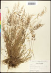 Eragrostis