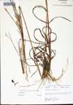 Andropogon