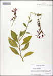000039520-thumbnail.jpg
