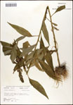 000039521-thumbnail.jpg