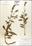 000039522-thumbnail.jpg