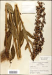 000039523-thumbnail.jpg