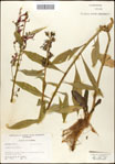 000039524-thumbnail.jpg