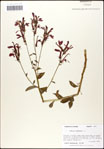 000039525-thumbnail.jpg