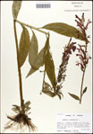 000039526-thumbnail.jpg