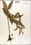 000039527-thumbnail.jpg