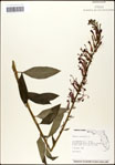 000039528-thumbnail.jpg