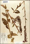 000039530-thumbnail.jpg