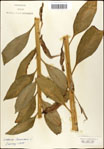 000039531-thumbnail.jpg