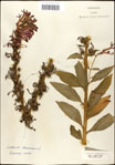 000039532-thumbnail.jpg
