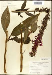 000039533-thumbnail.jpg