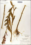 000039534-thumbnail.jpg
