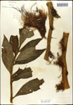000039536-thumbnail.jpg