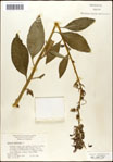 000039537-thumbnail.jpg