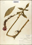 Lobelia