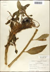 000039539-thumbnail.jpg
