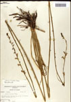 000039541-thumbnail.jpg