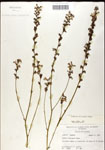000039546-thumbnail.jpg