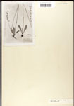 000039549-thumbnail.jpg