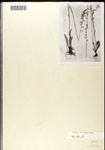 000039550-thumbnail.jpg