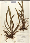 000039551-thumbnail.jpg
