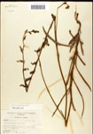 000039554-thumbnail.jpg