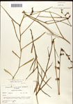 000039557-thumbnail.jpg