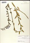 000039558-thumbnail.jpg