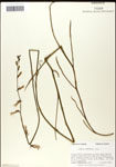 000039560-thumbnail.jpg