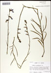 000039564-thumbnail.jpg