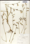 000039657-thumbnail.jpg