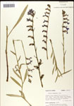 000039661-thumbnail.jpg