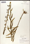 000039662-thumbnail.jpg