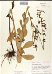 Lobelia