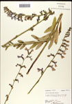 000039674-thumbnail.jpg