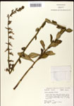 000039675-thumbnail.jpg