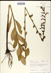 000039676-thumbnail.jpg