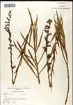 000039681-thumbnail.jpg