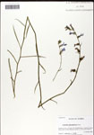 000039687-thumbnail.jpg