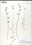 000039688-thumbnail.jpg