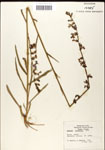 000039691-thumbnail.jpg