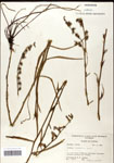 000039692-thumbnail.jpg