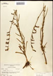000039696-thumbnail.jpg