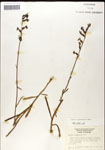 000039699-thumbnail.jpg