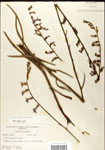 000039703-thumbnail.jpg