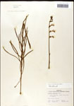 000039704-thumbnail.jpg