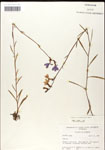 000039706-thumbnail.jpg