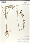 000039707-thumbnail.jpg