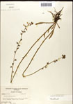 000039726-thumbnail.jpg