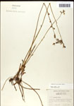 000039737-thumbnail.jpg
